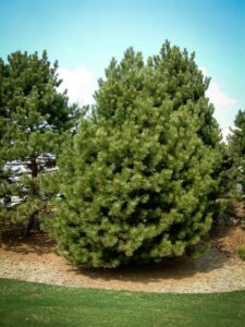 Сосна Чёрная (Pinus Nigra) купить по цене от 270.00р. в интернет-магазине «Посадика» с доставкой почтой в в Цивильске и по всей России – [изображение №1].