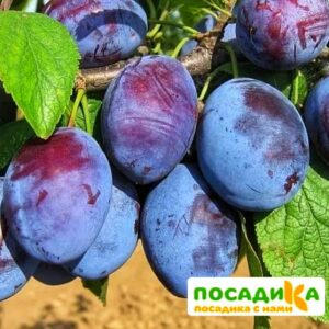 Слива Чачакская ранняя купить по цене от 229.00р. в интернет-магазине «Посадика» с доставкой почтой в в Цивильске и по всей России – [изображение №1].