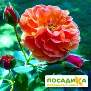 Роза Арабия купить по цене от 350.00р. в интернет-магазине «Посадика» с доставкой почтой в в Цивильске и по всей России – [изображение №1].