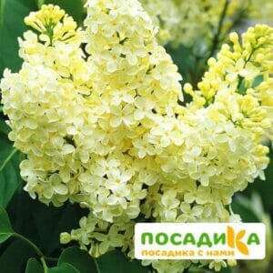 Сирень Примроуз (Primrose) купить по цене от 529.00р. в интернет-магазине «Посадика» с доставкой почтой в в Цивильске и по всей России – [изображение №1].