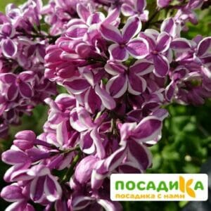 Сирень Сенсация купить по цене от 529.00р. в интернет-магазине «Посадика» с доставкой почтой в в Цивильске и по всей России – [изображение №1].