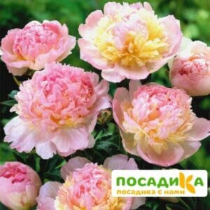 Пион Распберри Сандей (Paeonia Raspberry Sundae) купить по цене от 959р. в интернет-магазине «Посадика» с доставкой почтой в в Цивильске и по всей России – [изображение №1].