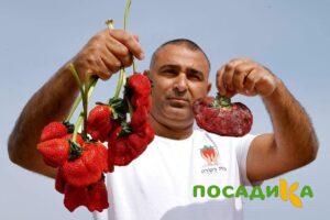 Клубника Гигант Джорнея купить по цене от 266р. в интернет-магазине «Посадика» с доставкой почтой в в Цивильске и по всей России – [изображение №1].