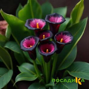 Калла Аура Лейс купить по цене от 400р. в интернет-магазине «Посадика» с доставкой почтой в в Цивильске и по всей России – [изображение №1].
