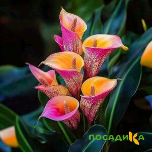 Калла Оникс купить по цене от 450р. в интернет-магазине «Посадика» с доставкой почтой в в Цивильске и по всей России – [изображение №1].