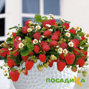 Клубника Рубиновый Шепот (горшечная) купить по цене от 240р. в интернет-магазине «Посадика» с доставкой почтой в в Цивильске и по всей России – [изображение №1].