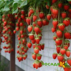 Клубника вьющаяся Комплимент купить по цене от 470р. в интернет-магазине «Посадика» с доставкой почтой в в Цивильске и по всей России – [изображение №1].