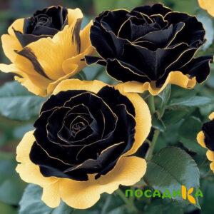 Роза Ханни Сикл купить по цене от 700р. в интернет-магазине «Посадика» с доставкой почтой в в Цивильске и по всей России – [изображение №1].