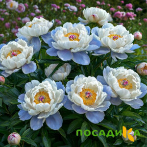 Пион акварельный Этюд купить по цене от 806р. в интернет-магазине «Посадика» с доставкой почтой в в Цивильске и по всей России – [изображение №1].
