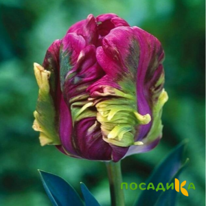 Тюльпан Экзотик Хэвен купить по цене от 186р. в интернет-магазине «Посадика» с доставкой почтой в в Цивильске и по всей России – [изображение №1].