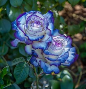 Роза Пэтолз Хоуп купить по цене от 333р. в интернет-магазине «Посадика» с доставкой почтой в в Цивильске и по всей России – [изображение №1].