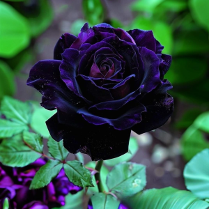 Роза Блэк Пантер купить по цене от 319р. в интернет-магазине «Посадика» с доставкой почтой в в Цивильске и по всей России – [изображение №1].