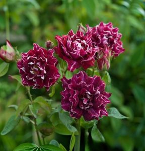 Роза Опаловый Пейзаж купить по цене от 490р. в интернет-магазине «Посадика» с доставкой почтой в в Цивильске и по всей России – [изображение №1].